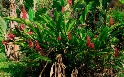 ¿Qué propiedades tiene el jengibre?